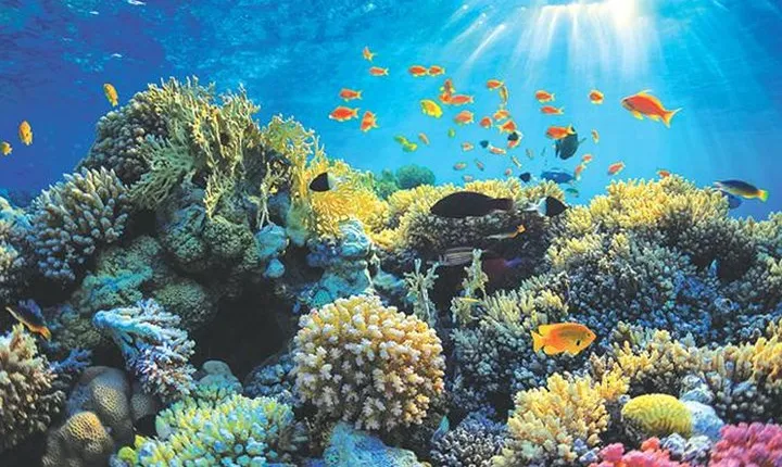 Boat safari & Hikkaduwa coral reef visit including Galle city from Hambantota