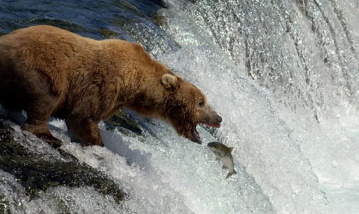 Brooks Falls Katmai Bear Viewing in a Float Plane