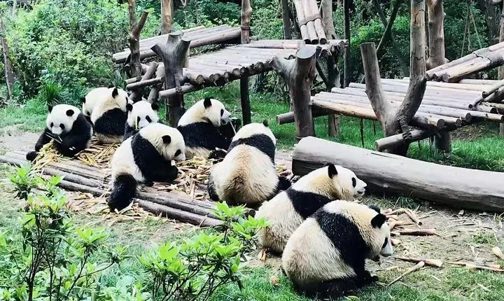 Private Customizable Chengdu Full Day Panda Tour
