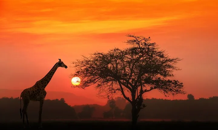 4-Day Basic Safari with Serengeti, Ngorongoro, & Tarangire