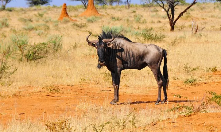 2 Days Luxury Safari Tour in Tarangire & Ngorongoro