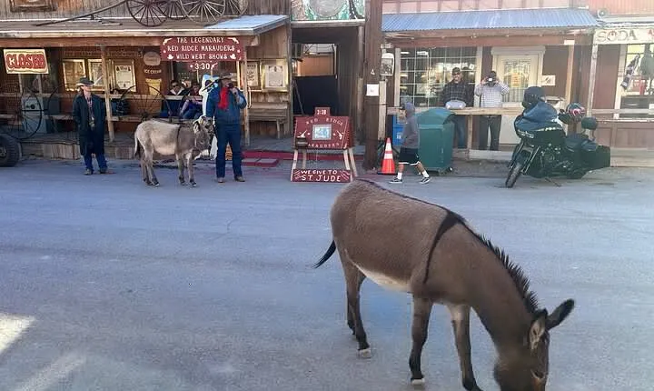 Oatman Mining Camp, Burros, Museums/Scenic RT66 Tour Small Grp