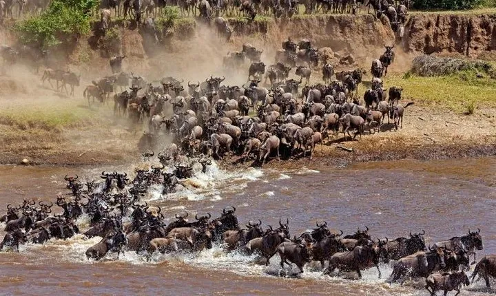 Private 11-Day Tanzania Great Migration Safari from Entebbe