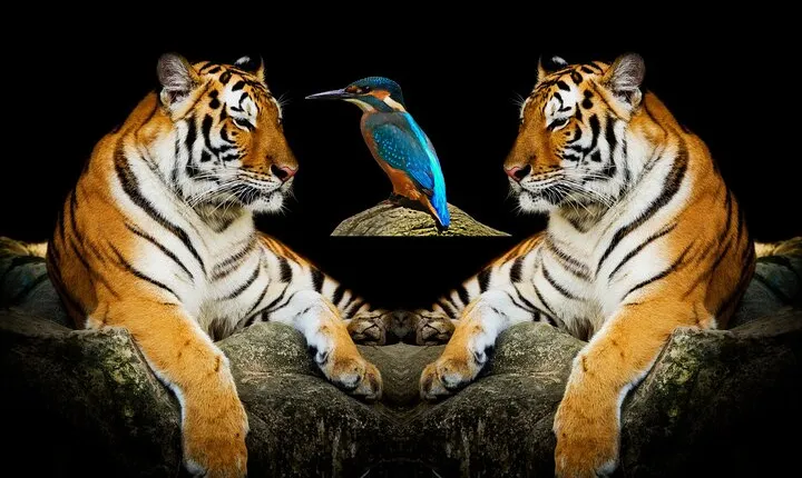  5 Days Golden Triangle Tour with Tiger Safari and Bird Sanctuary
