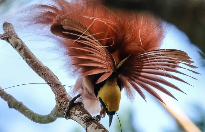Birding & Cultural Tour - Port Moresby & Mt. Hagen