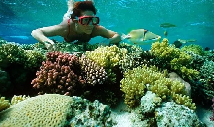 Full Day Snorkeling Trip to the Red Sea in Safaga from Luxor