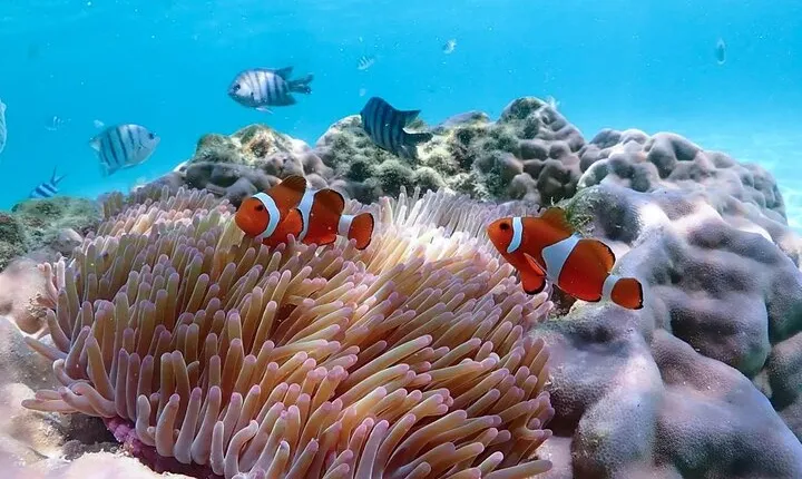 Pattaya : Finding Nemo Snorkeling Tour by Private speedboat