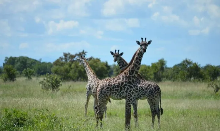 Two-Day Mikumi National Park Escape from the Cruise Crowds