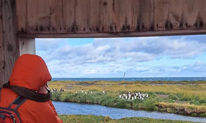 King Penguin Nature Reserve - Private Tour