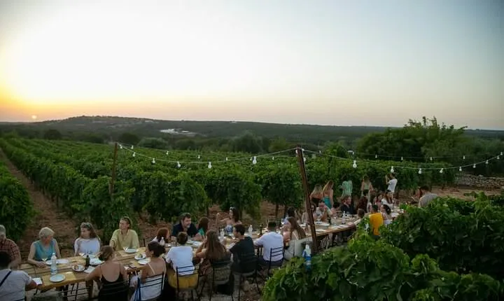 Wine Experience: vineyard, wines and food