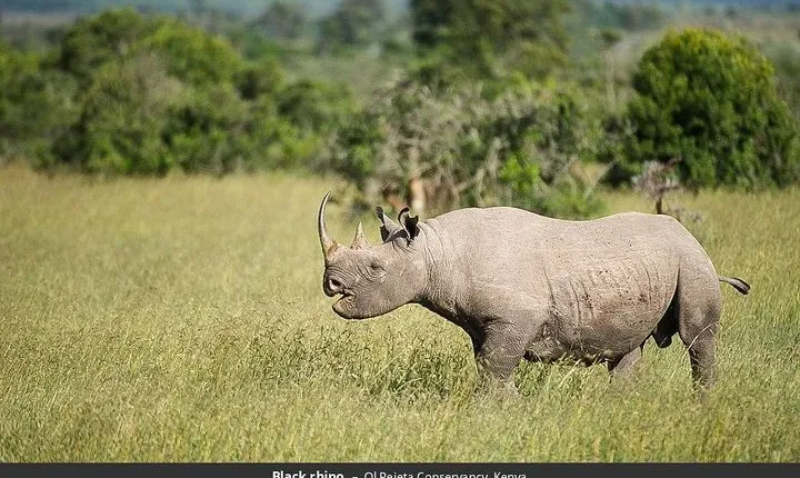 Ol Pejeta Conservancy Day Tour from Nairobi