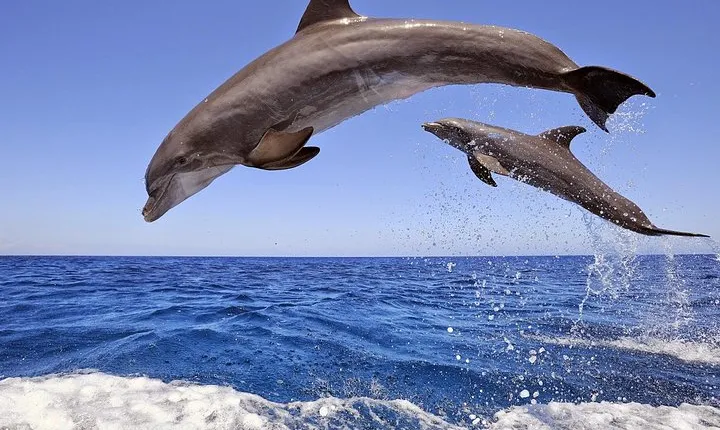 Manavgat and Side Boat Trip with Dolphins Island incl. Lunch