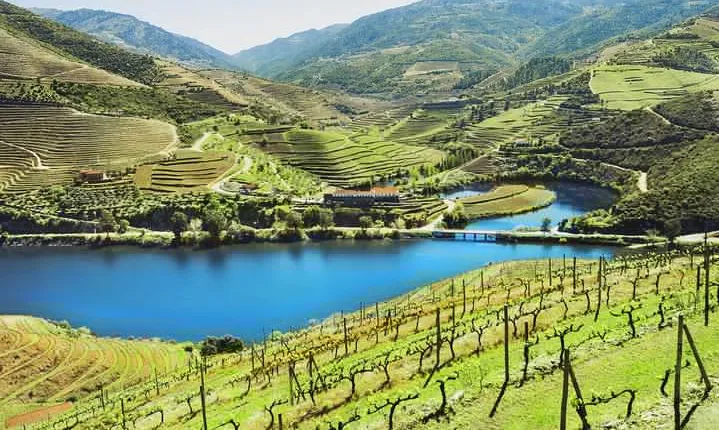 Authentic Small Group Douro Wine Tour with Lunch & River Cruise