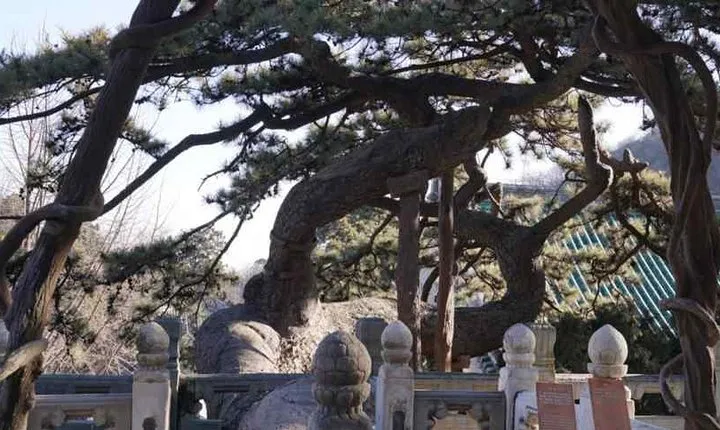 Private Day Tour to Tanzhe Temple, Jietai Temple & Summer Palace with Lunch