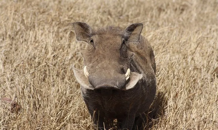 5-Day private Camping Safari Tour in Tanzania