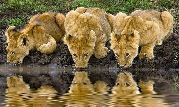 Discover the World's Latest Updates on 2 day Tanzania Safari Tour