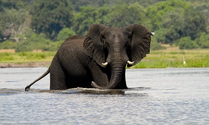 Chobe Full Day Safari Trip