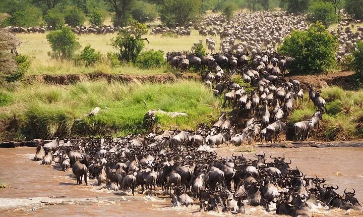 6 Days Ndutu Wildebeest Migration Dec-March