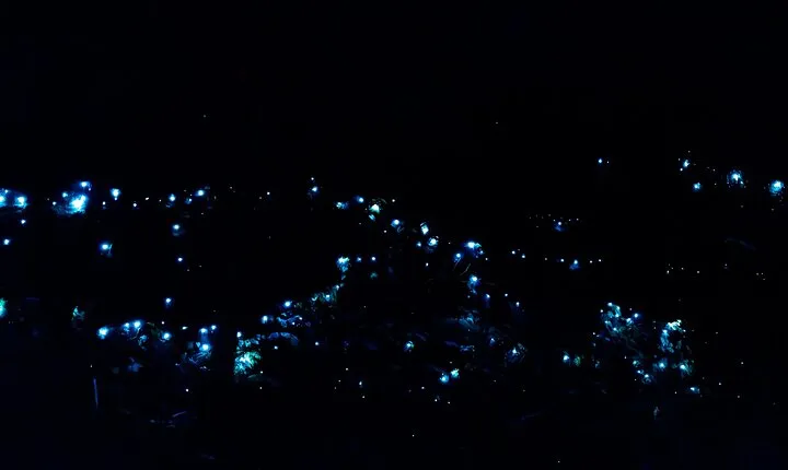 Gold Coast Glow Worm Night Tour With Chinese Speaking Guide