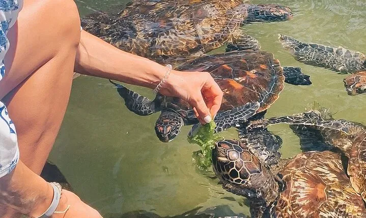 Mnemba Island, Nungwi Village & Sea Turtle Experience