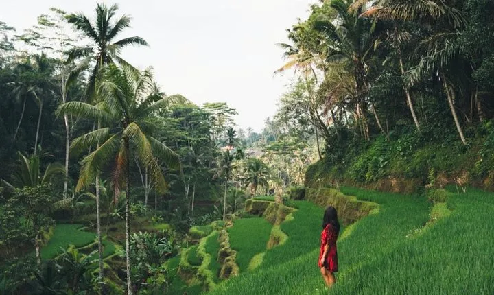 Bali Highlights : Nature, Waterfall, Rice Terraces and Volcano