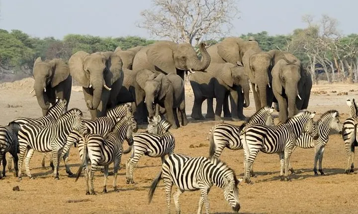 Full Day Chobe National Park Big 5 Safari