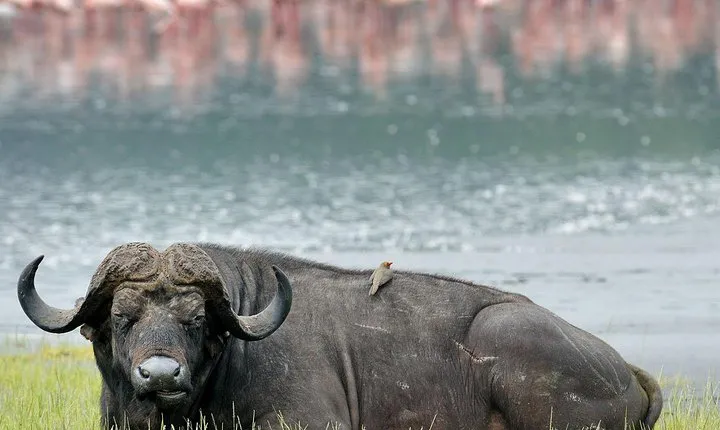 Day trip to lake Nakuru national park
