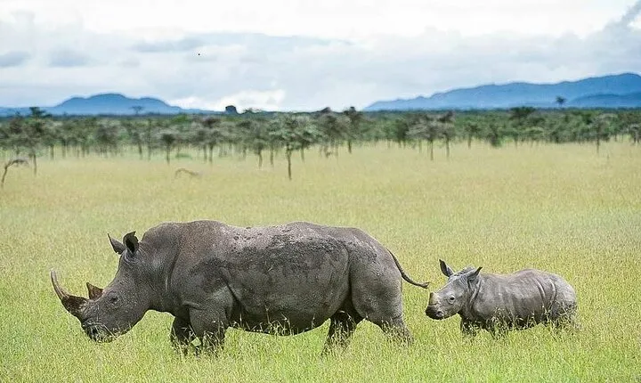 7 Days of Elephants, Rhinos & Big Five: The Best of Kenya Safari