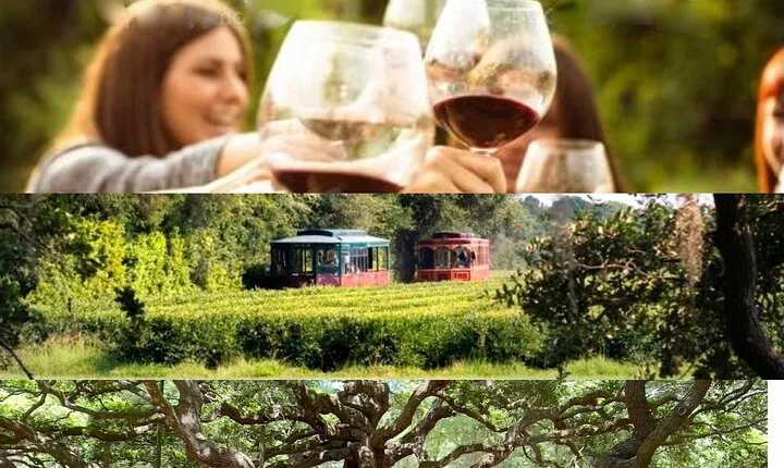 Wine Sippin'-Tea Drinkin'-Tree Huggin' Lowcountry Sightseeing