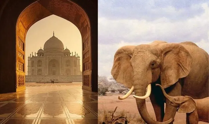 Same day Tajmahal tour with SOS Elephant/Bear wildlife Sanctuary