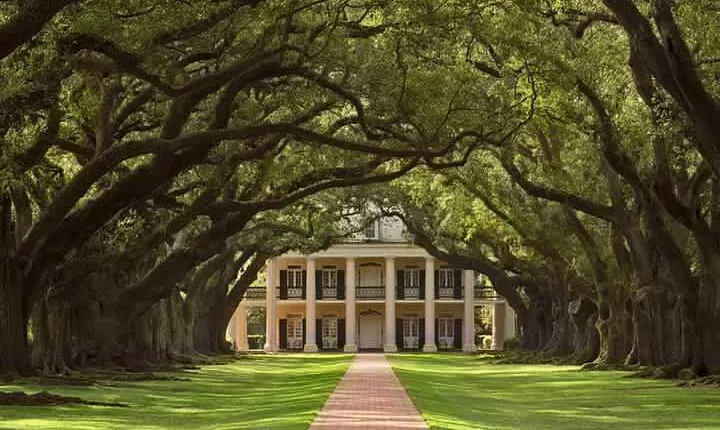 Swamp Boat Ride and Oak Alley Plantation Tour from New Orleans