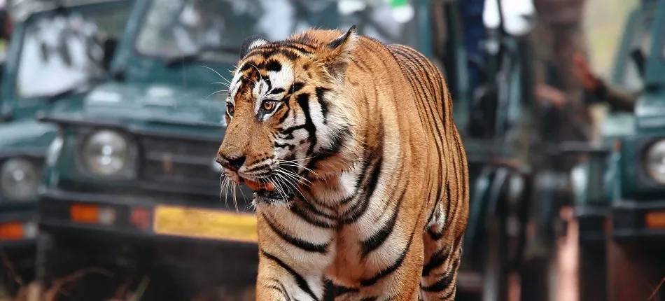 8-Days Golden triangle with Ranthambore & Pushkar from Delhi
