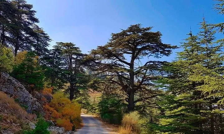 Private Journey from Beirut to Beiteddine, Deir el Qamar & Cedars