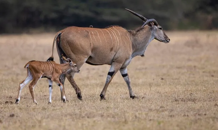 Off the Beaten Track Safari in Arusha Tanzania