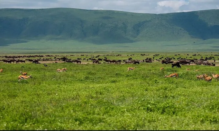 Private Day Journey Through The Heart Of Ngorongoro Crater