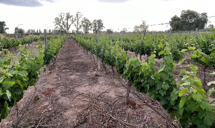 Half Day Winery Tour