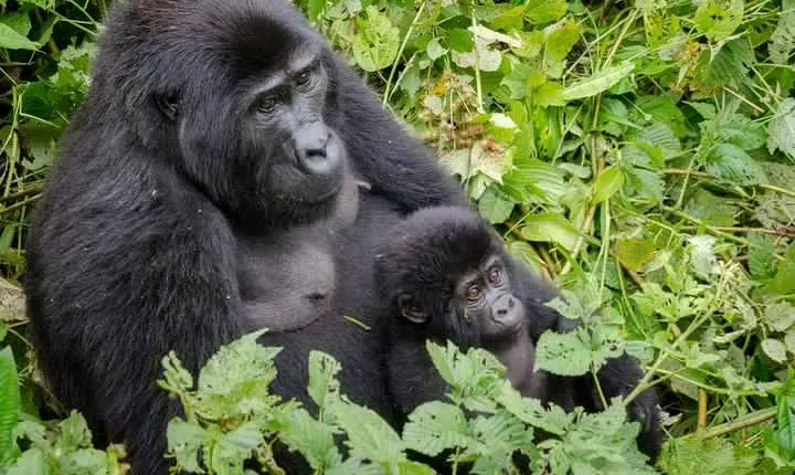 Gorilla Tracking & Batwa Culture Experience