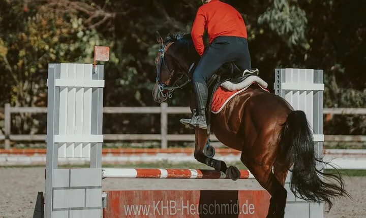 Equestrian Experience with Horses from Marmaris