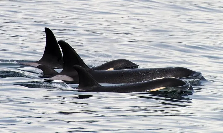 Kenai Fjords Orca Quest Cruise