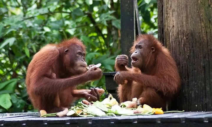 Sepilok Orang Utan, Sun Bear & Sandakan Nature City Tour + Lunch