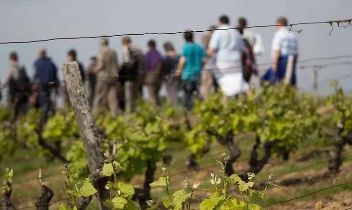 Tour of a Vineyard, Winery & Cellar with Wine Tasting in Vouvray, Loire Valley