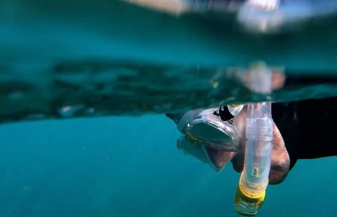Afternoon Snorkeling Excursion in Gran Canaria