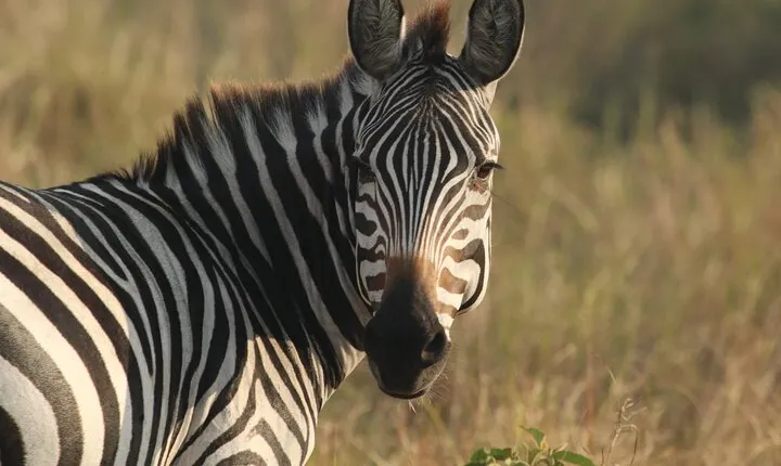 2 Days Tarangire and Ngorongoro Mid-Range Group Safari