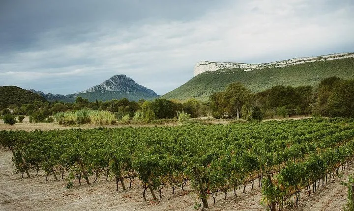 Winetour experience in Pic St Loup