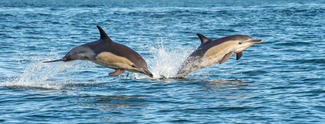 Dolphin watching half-day tour