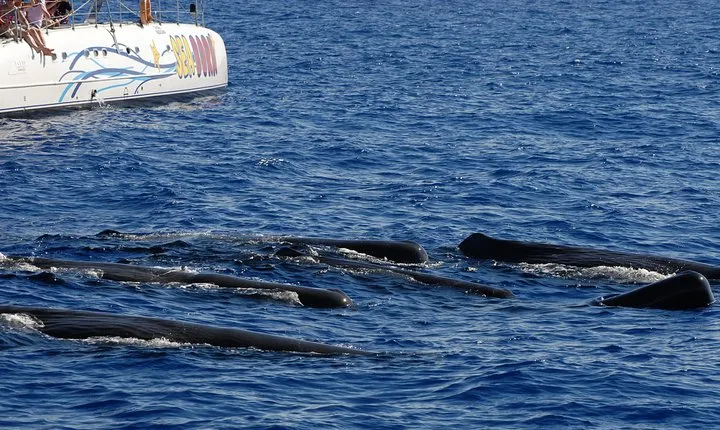 Seaborn Catamaran trips
