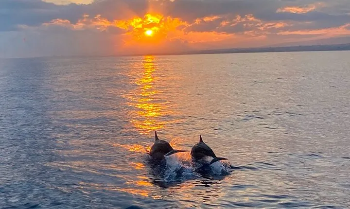 Hilton Head Island Sunset Dolphin Tour