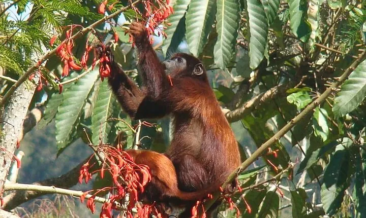 4-Day Manu Jungle Tour with Adventure and Adrenaline