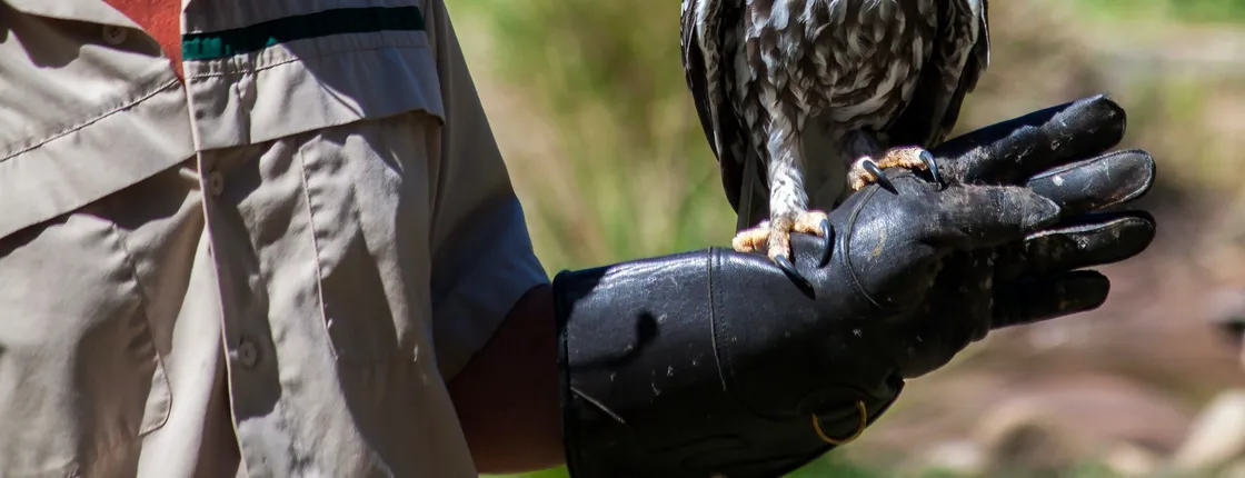 Healesville Sanctuary and Phillip Island Wildlife Park bus tour