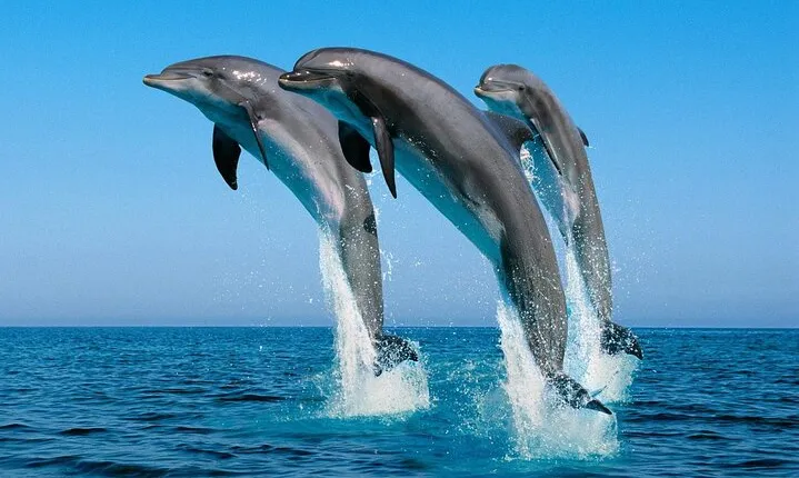 ROYAL Dolphin House & Water Sports Snorkeling Sea Trip - Hurghada
